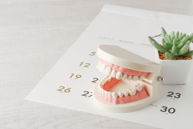 カレンダーの上に置かれた歯列模型